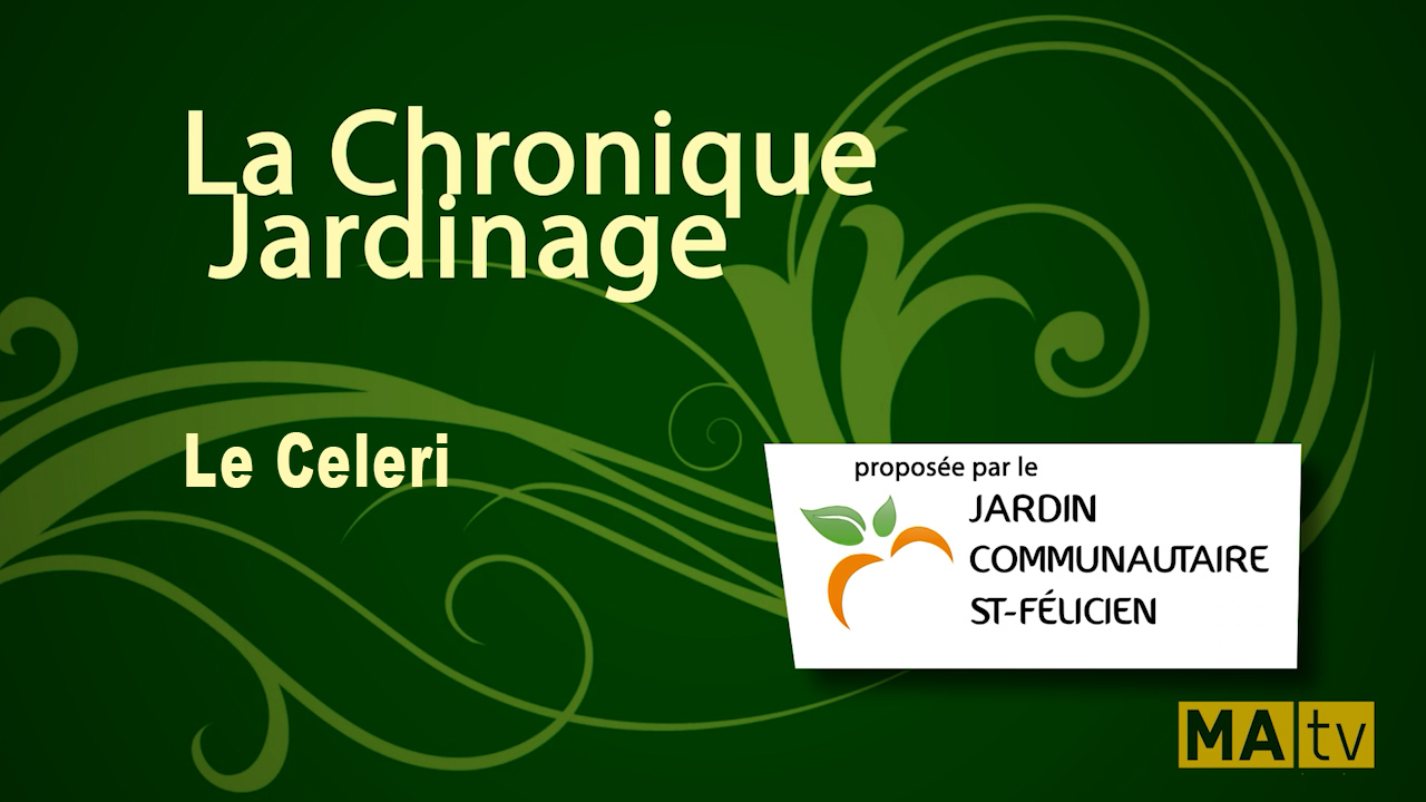 Le céleri