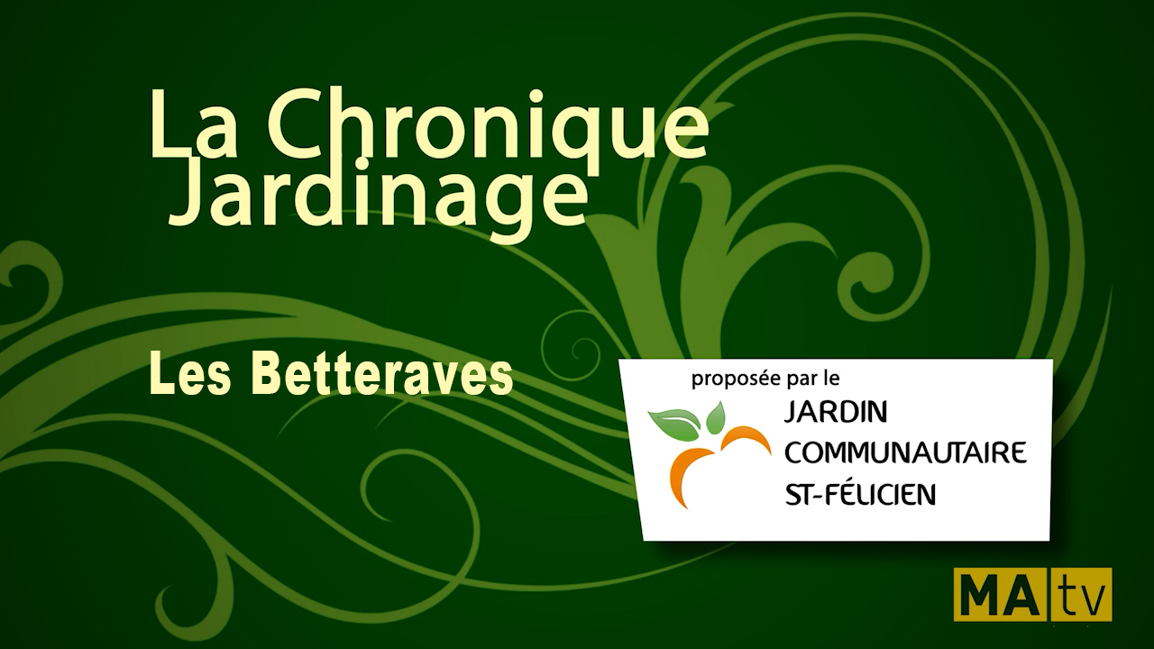 Les betteraves